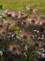 Pulsatilla vulgaris 4 Sasanka zwyczajna